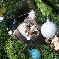 cat-christmas-tree2.jpg