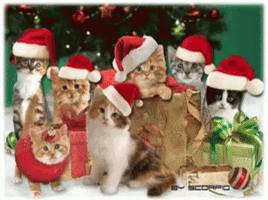 merry-christmas-cats.gif