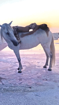 120.gif
